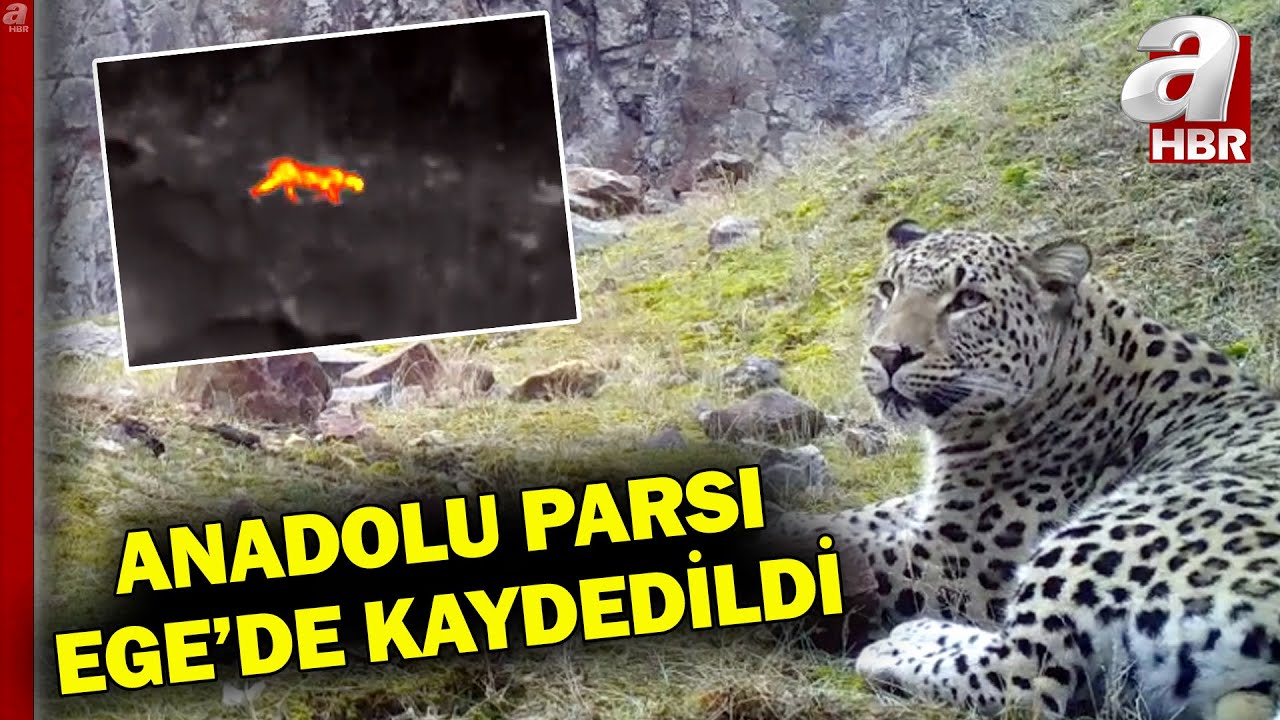 Anadolu Parsı Ege'de Görüntülendi! En Son 4 Yıl Önce Görüntülenmişti l A Haber