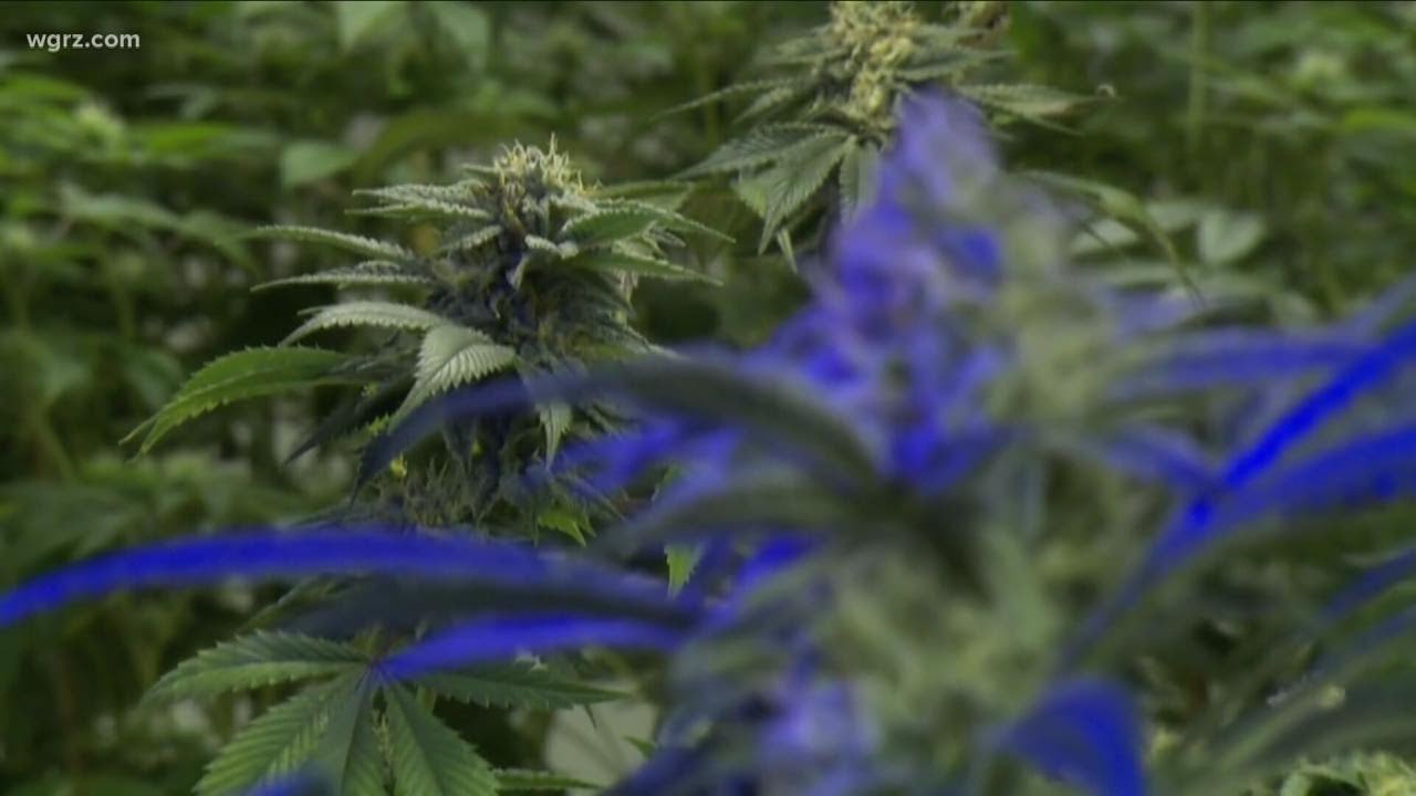NYS legalizes adult recreational marijuana