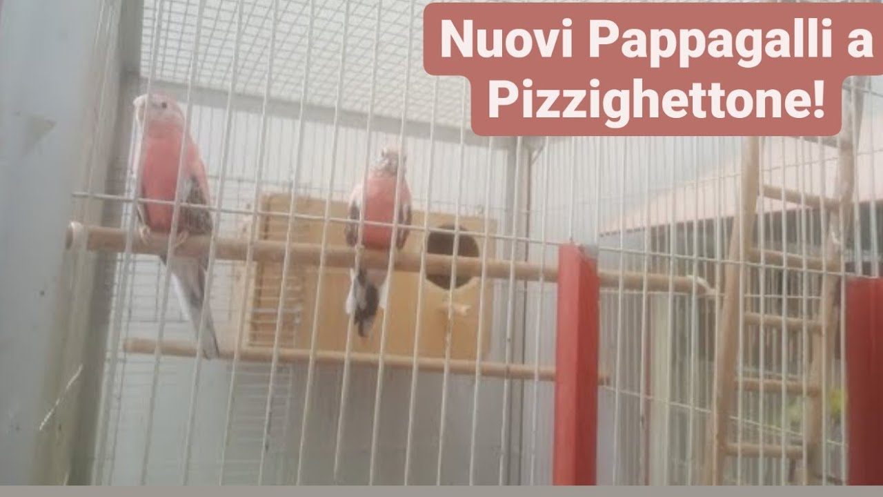 #parrocchetti #bourke Diamo a loro il benvenuto! #1