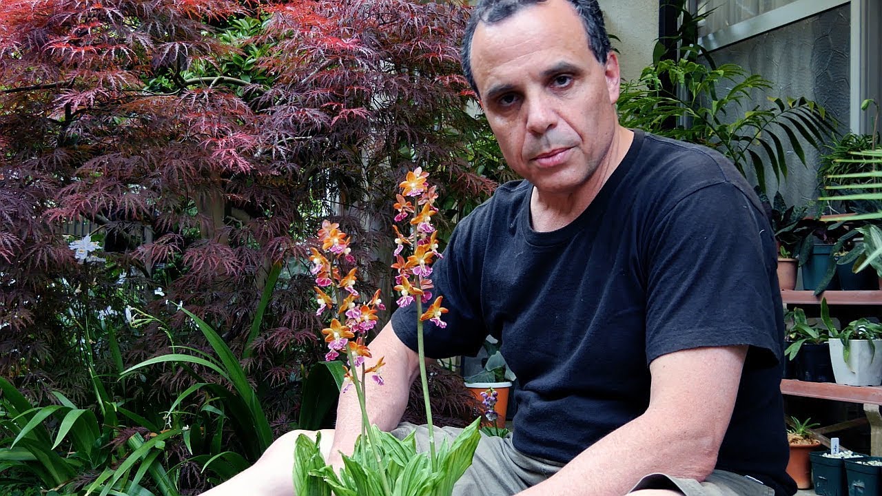 Japanese Orchids, Azalea bushes, and What Is In the Future