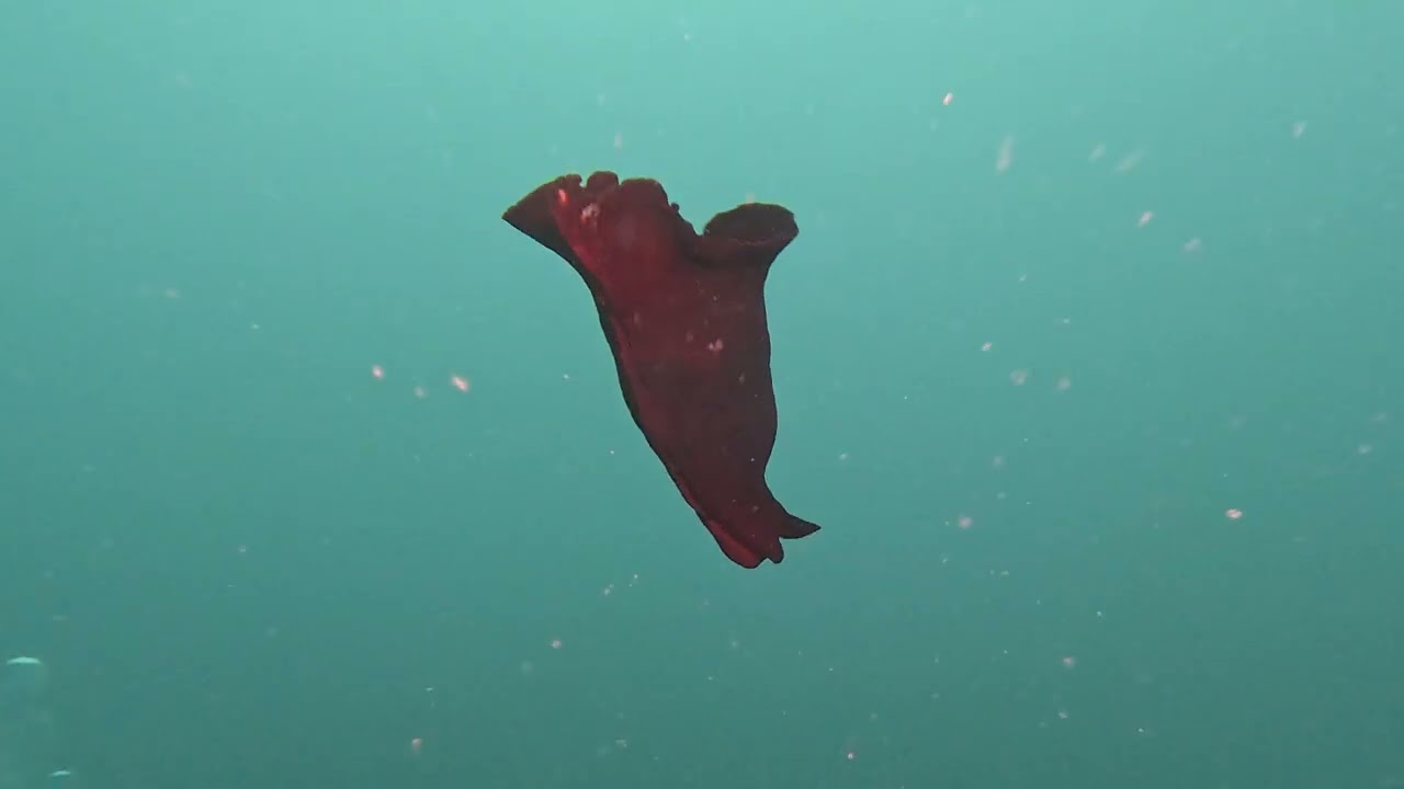 Sortida VILASUB al Port de la Selva amb el Centre CAP DE CREUS DIVE