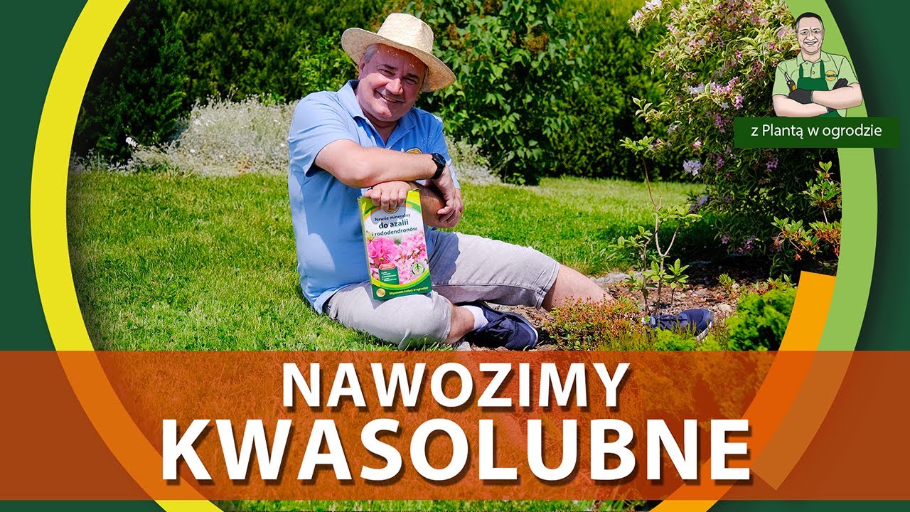 Jak nawozić rośliny kwasolubne - Z PLANTĄ W OGRODZIE