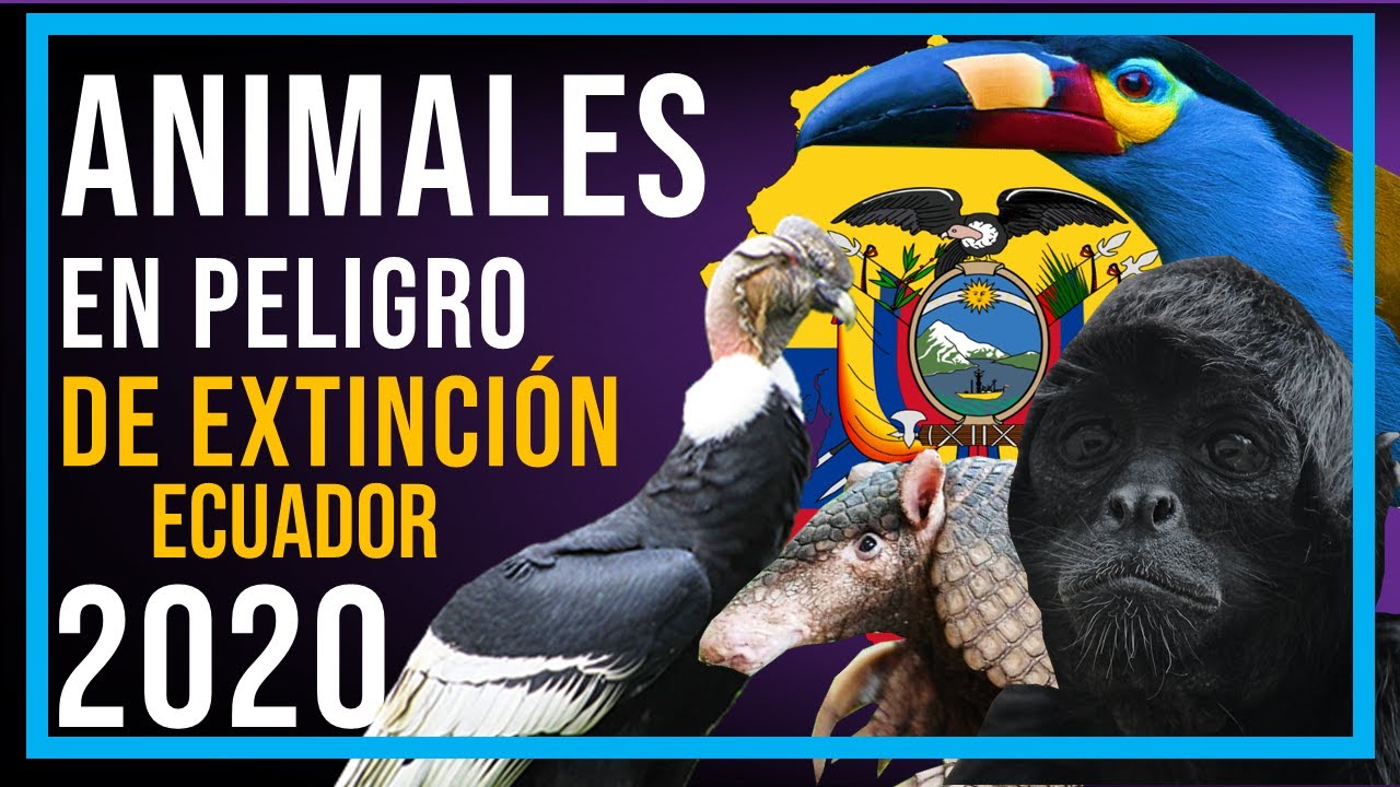 ANIMALES EN PELIGRO DE EXTINCIÓN EN ECUADOR