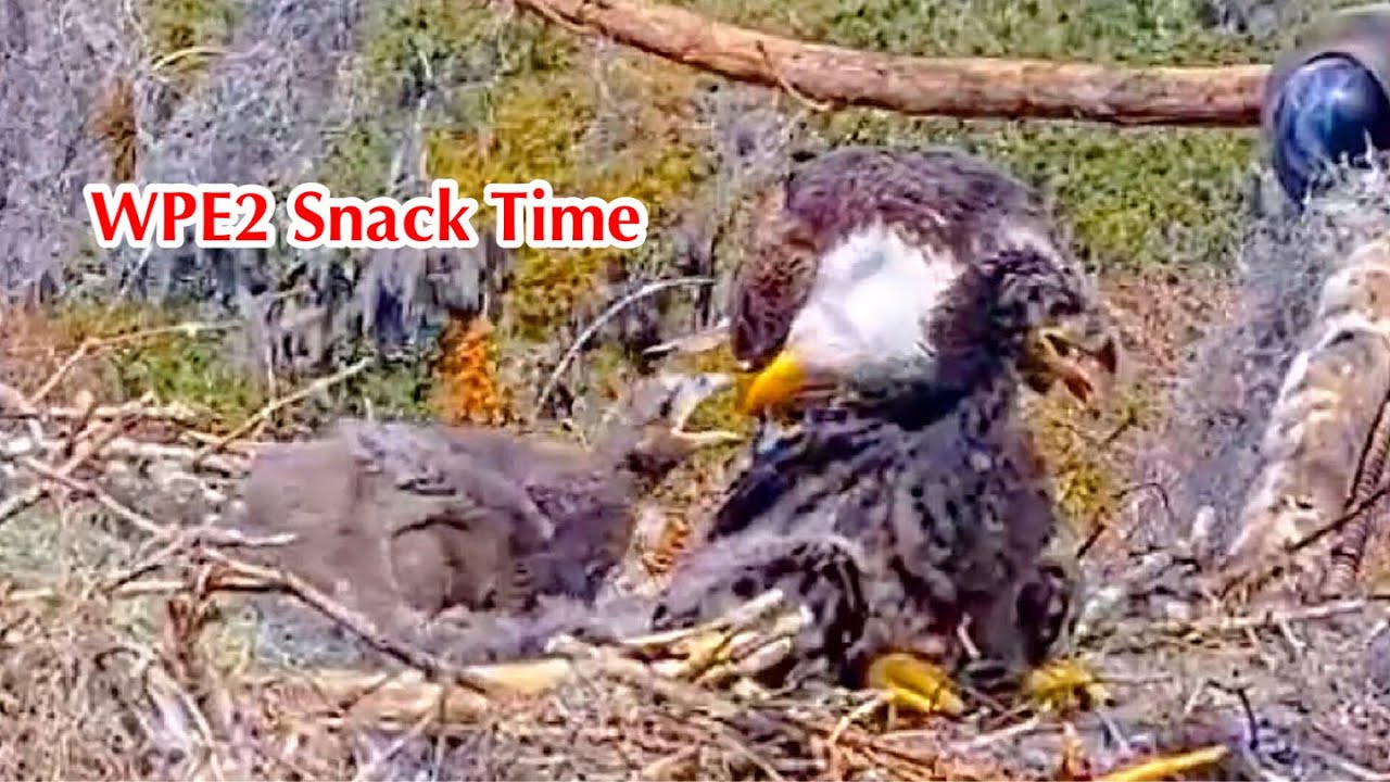 #246🦅🐥36°🐥31°／Winter Park Eagle Nest 2026／Against All Odds:One-Eyed Mom／Wink💗Atlas