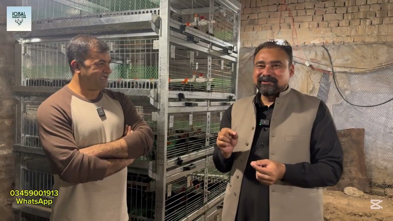 Alhamdulillah Lohman KPK Distribution / Lohman Best Organic Egg Laying Breed/ Lohman Brown and Black