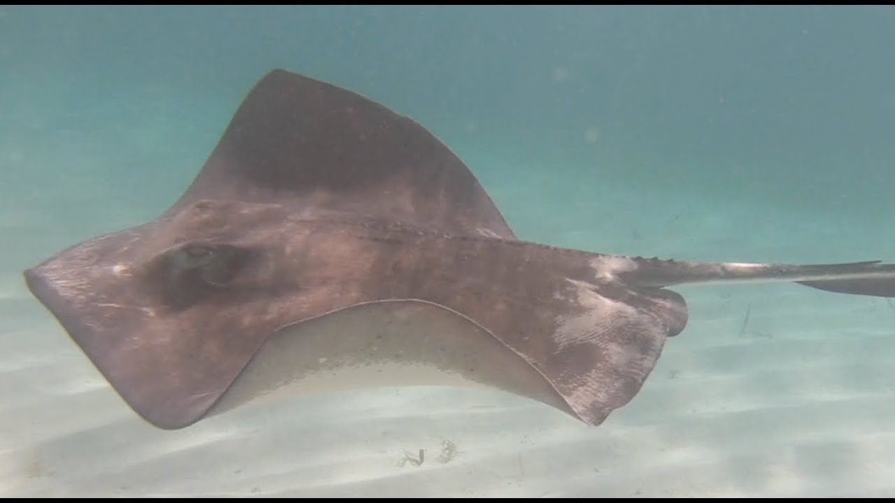 Scuba Diving on Grand Turk, Turks and Caicos Islands, July 2019