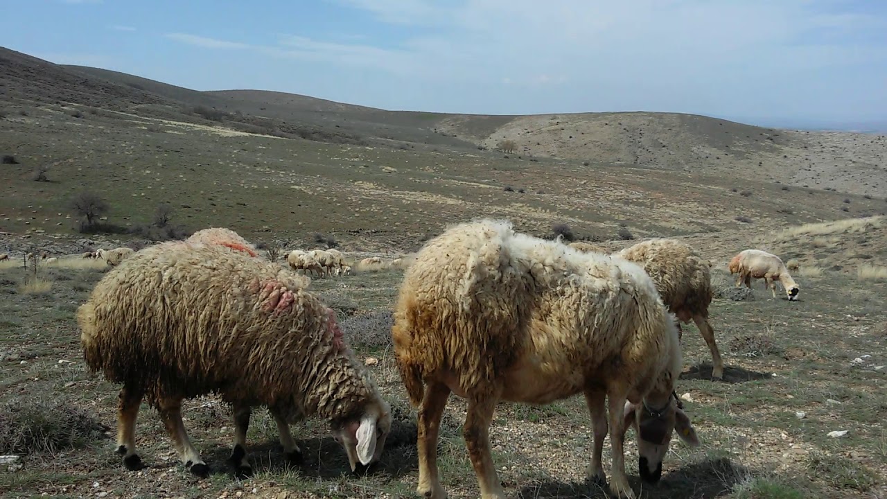 Aydın Battal - ADIMIZ YOK BİZİM