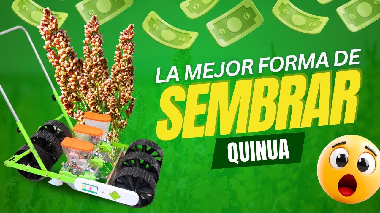De la Siembra Manual a la Mecanizada 🚜 | Demostración en Cultivo de Quinua en Huancayo