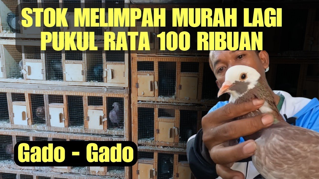 ✅ Merpati Murah Serba 100 ribuan...  Terima Grosiran di Bekasi‼️‼️