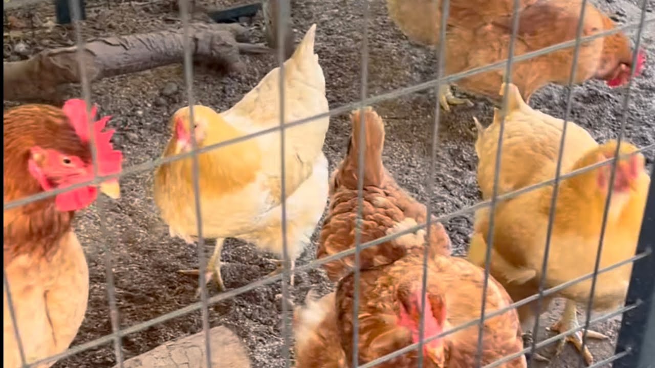 Urban farming at its finest, complete with organic eggs!