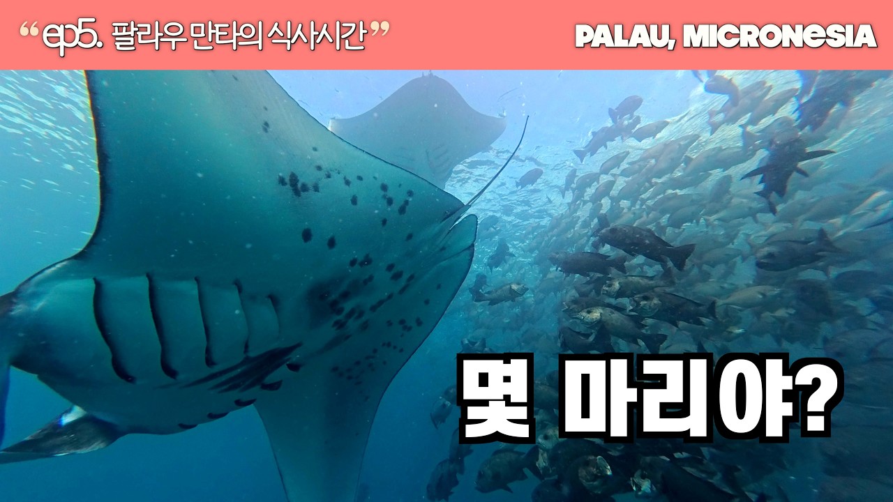 EP.5 팔라우 만타의 식사시간 | 진리의 블루코너 | Palau, Micronesia | EP.5 | IDARO