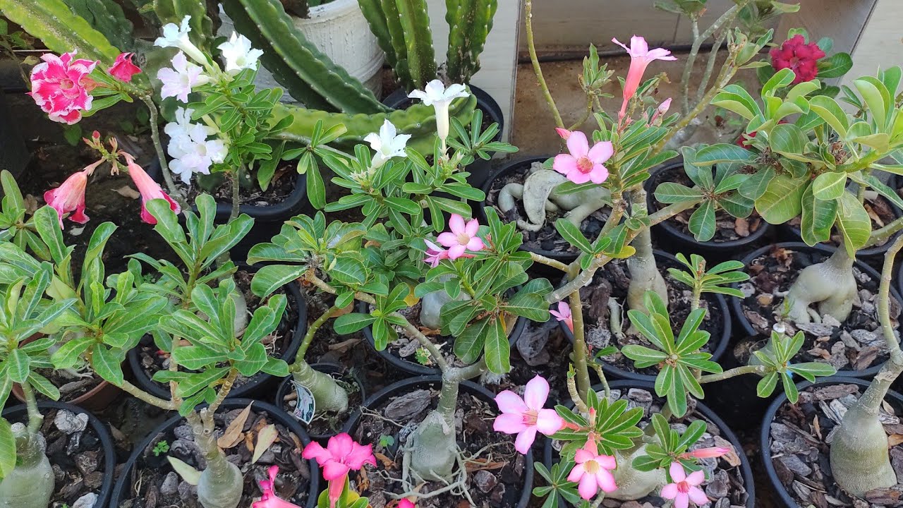 Tour pelas rosas do deserto + dicas de cultivo