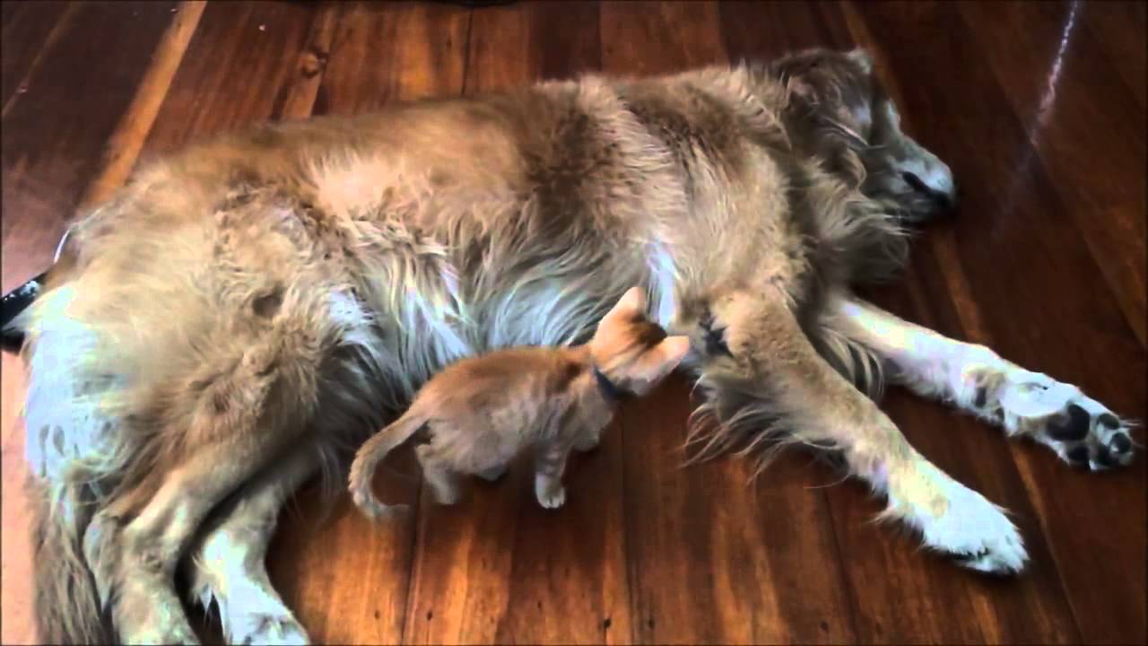 Dog and kitten share incredible bond