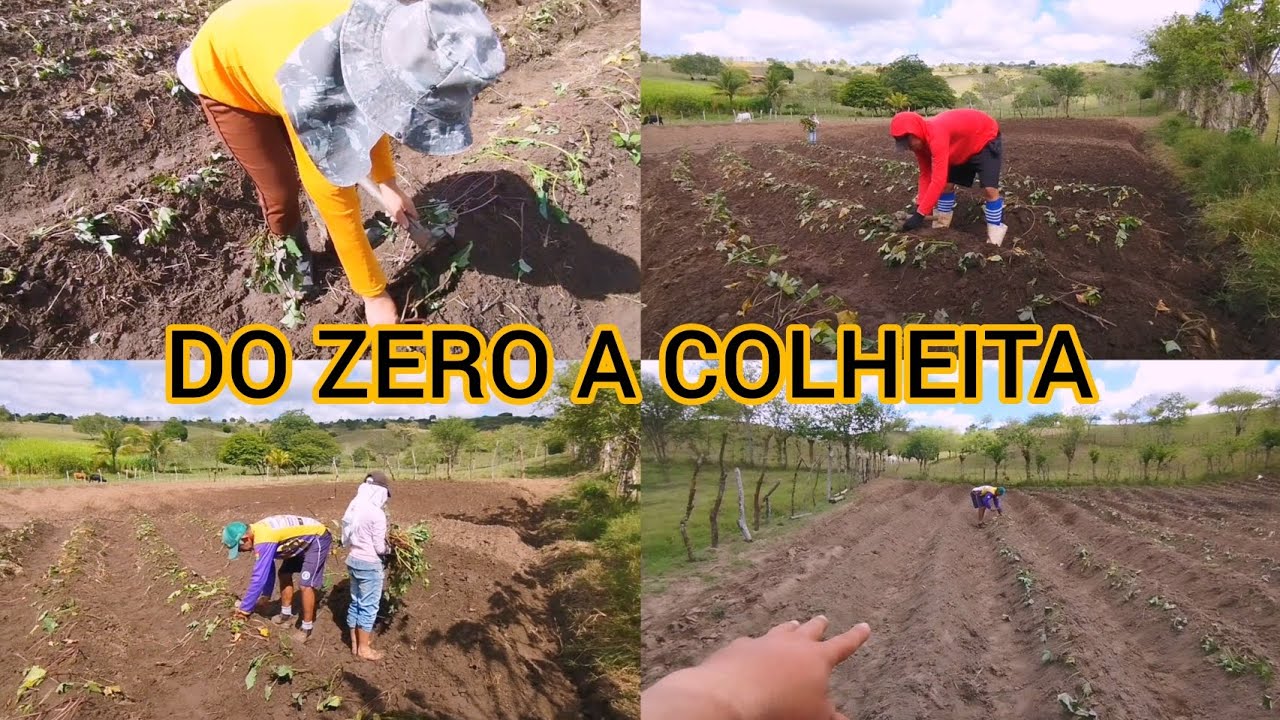 COMO PLANTAR BATATA-DOCE PASSO A PASSO.