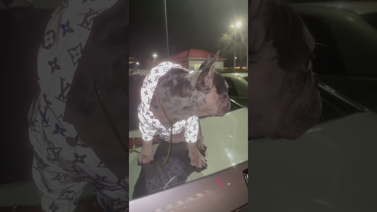 Rare exotic frenchie!!!🔥🔥
