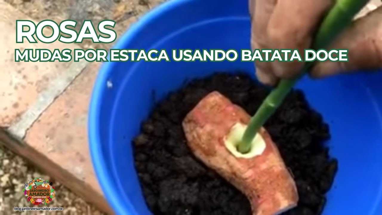 Rosa | Como Fazer Mudas por Estacas Usando Batata Doce