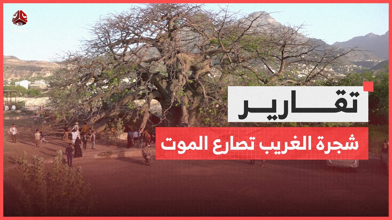 شجرة الغريب تصارع الموت.. من المسؤول عن تدهور الإرث البيئي للبلاد؟