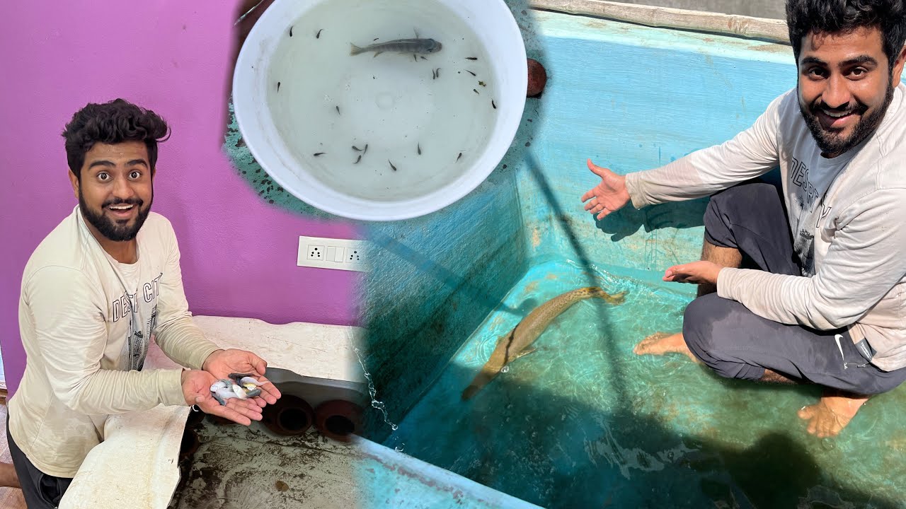 Cichlid Fish Ne Breeding Kar Diya #alligatorgar