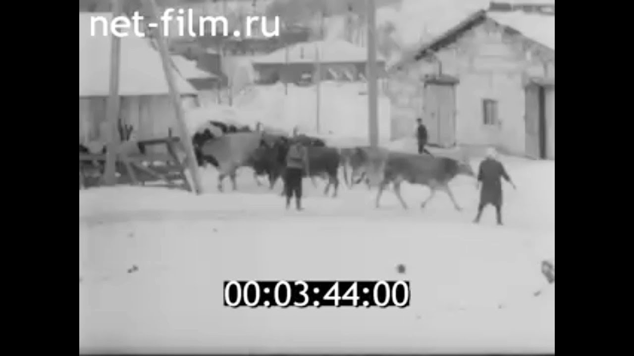 1993г. совхоз Стародворский. Владимирская обл