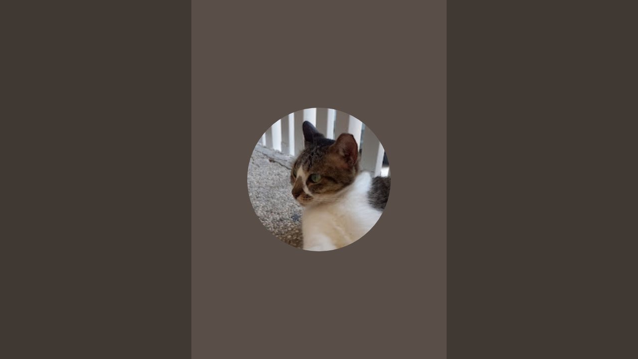 ANGELA CAT 46