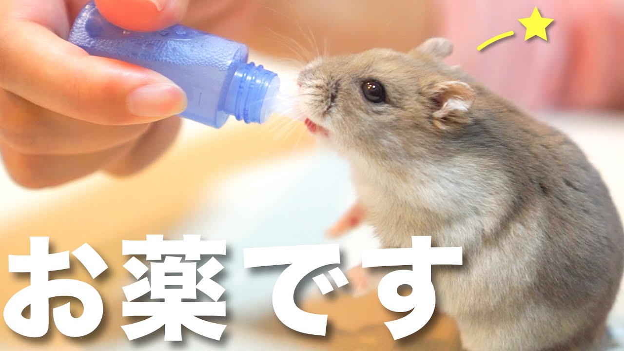 目の腫瘍を診てもらいました！ハムスターと病院に行った結果…