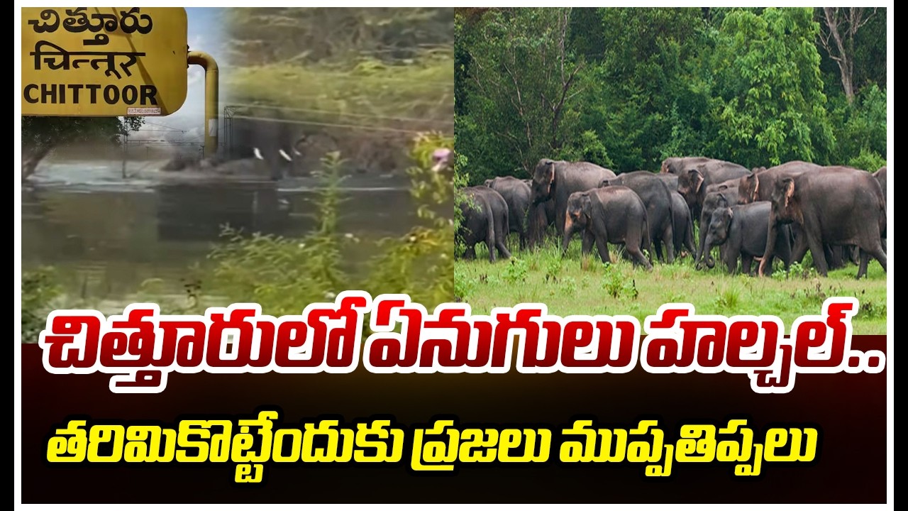 చిత్తూరులో ఏనుగులు హల్చల్..తరిమికొట్టేందుకు ప్రజలు ముప్పతిప్పలు | Mahaa News