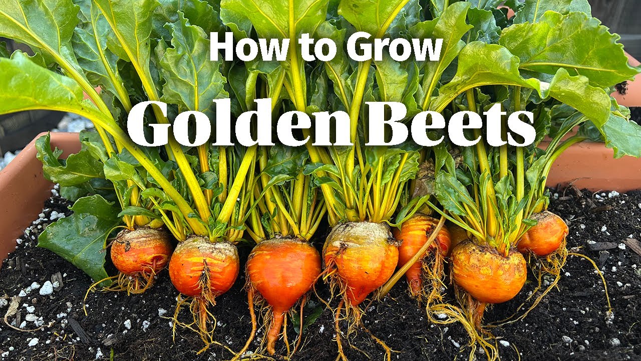 How to Grow Golden Beets from Seed in Containers - Step By Step Guide