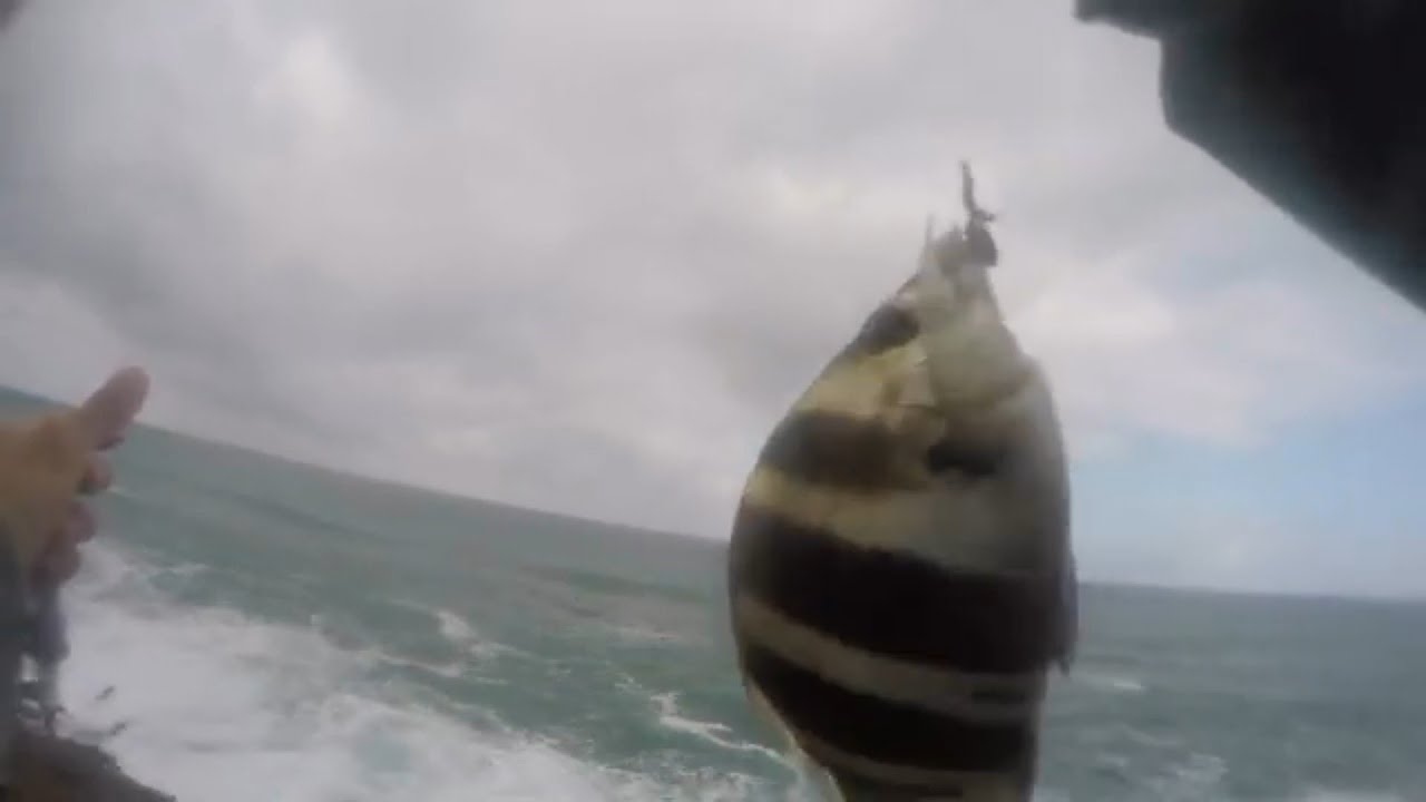 بكل بساطة القصبة والبحر جنون لاينتهي راحة البال وسمكة البردع سمك المنزلة  الحجر المكرض