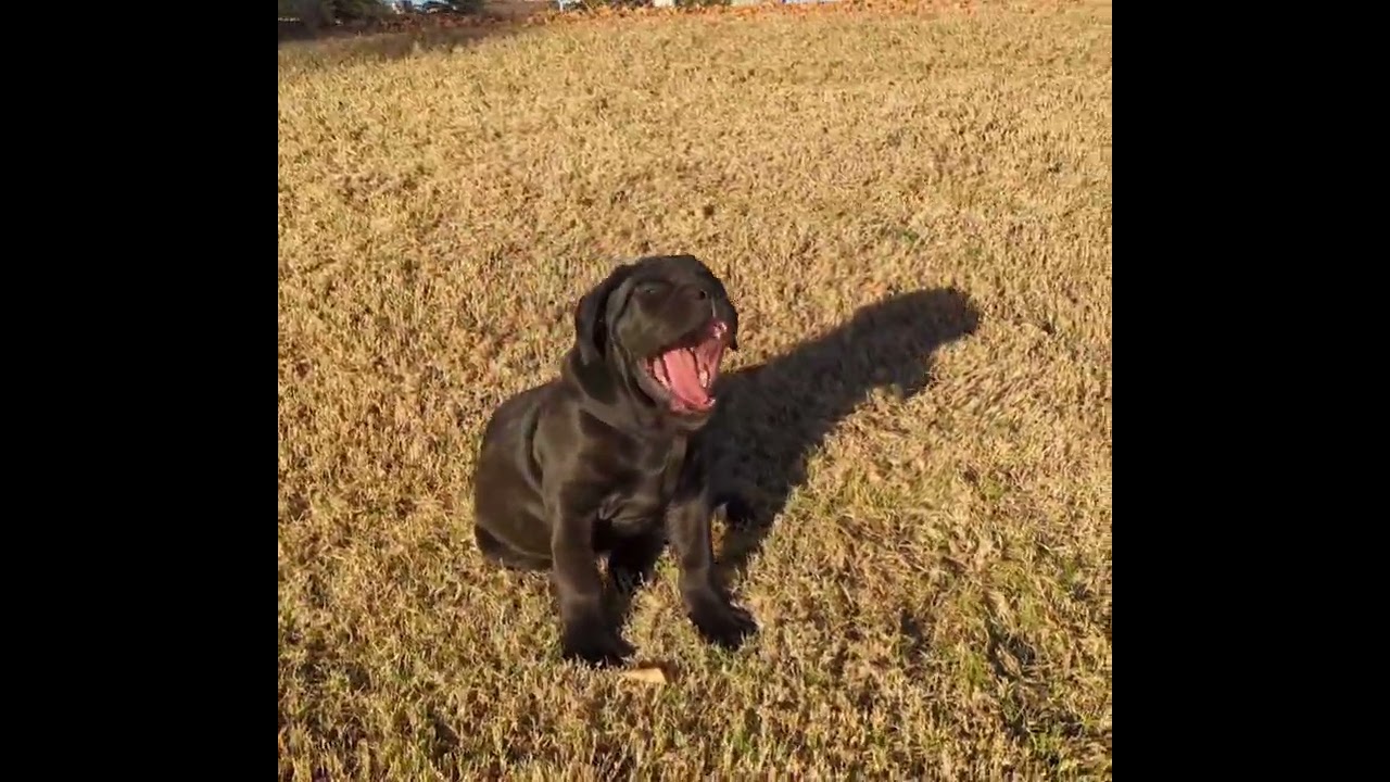 3 months old black male brindle Cane Corso puppy getting thick.