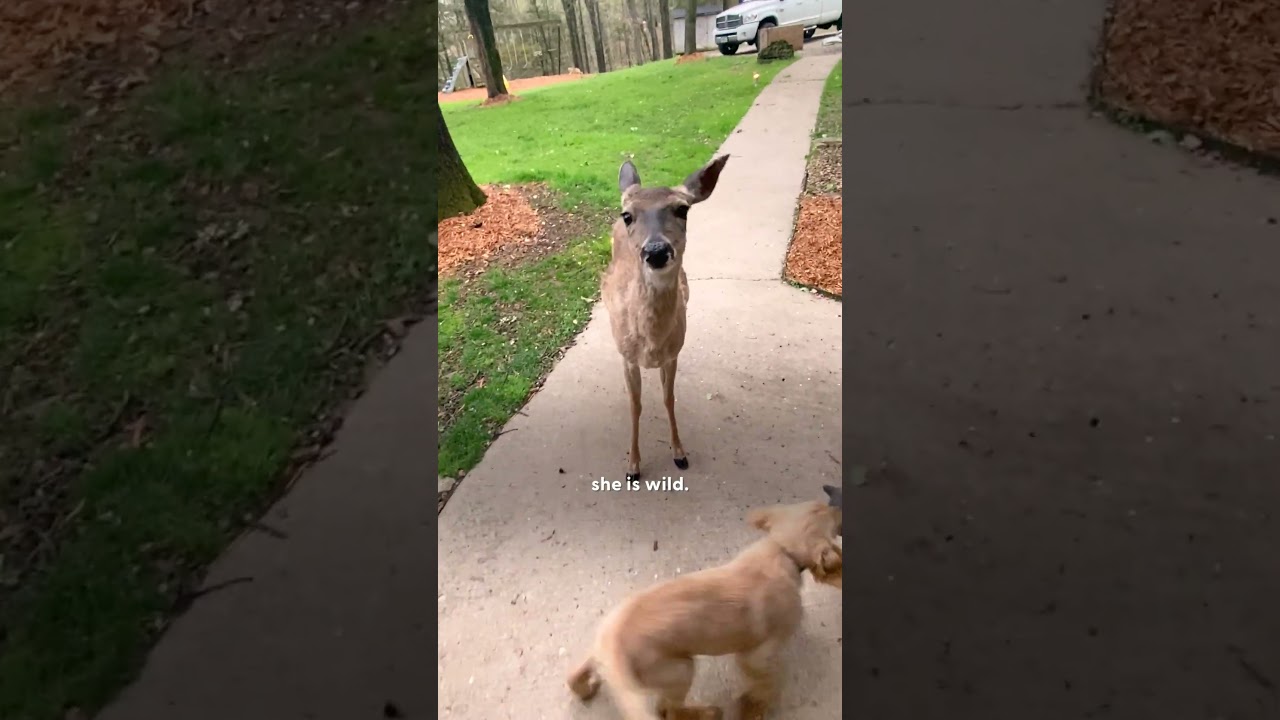 Wild Deer And Dog Have Been Besties For 11 Years | The Dodo
