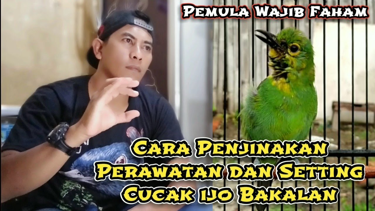 Cara merawat cucak ijo bakalan mudah hutan‼️Penjinakan Cucak ijo bahan