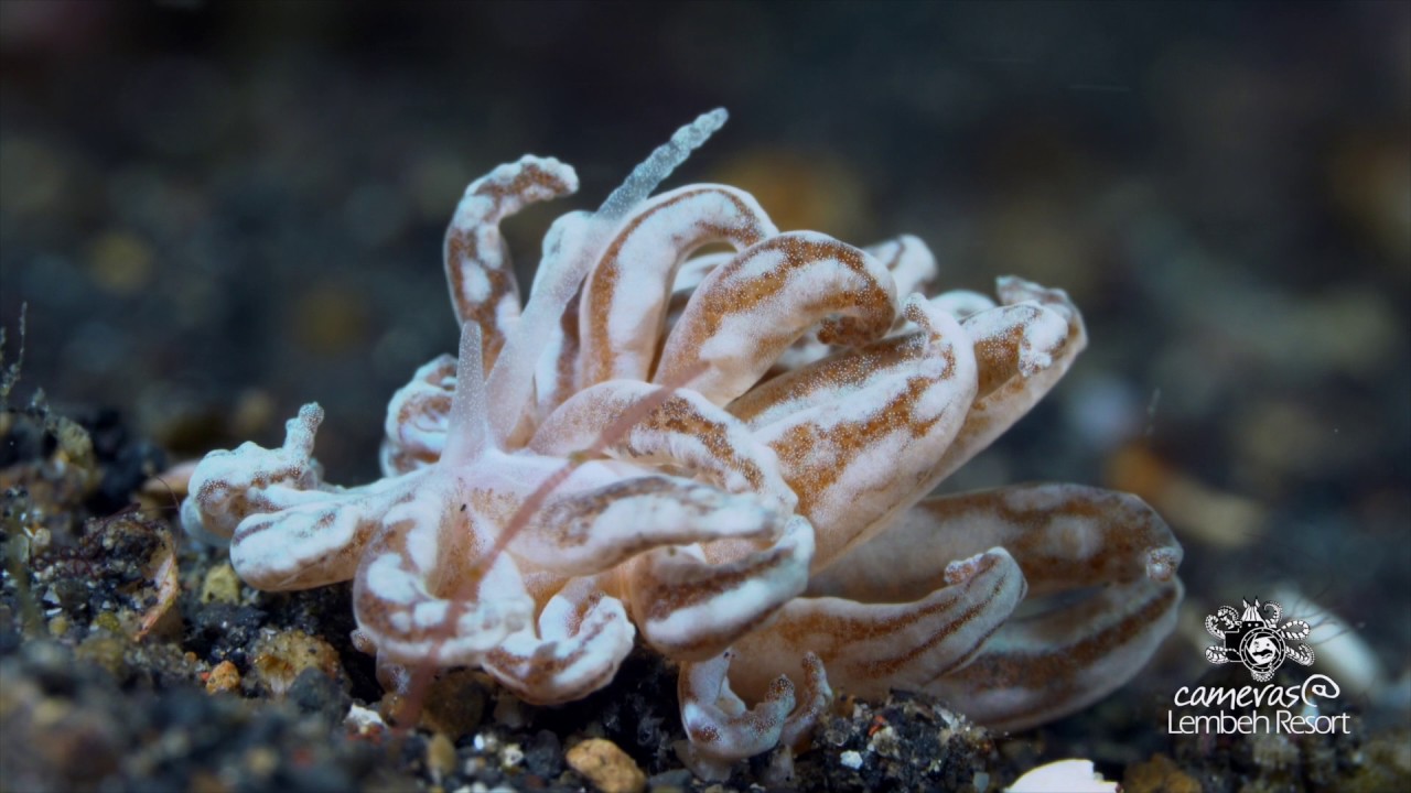 Diving Lembeh Strait