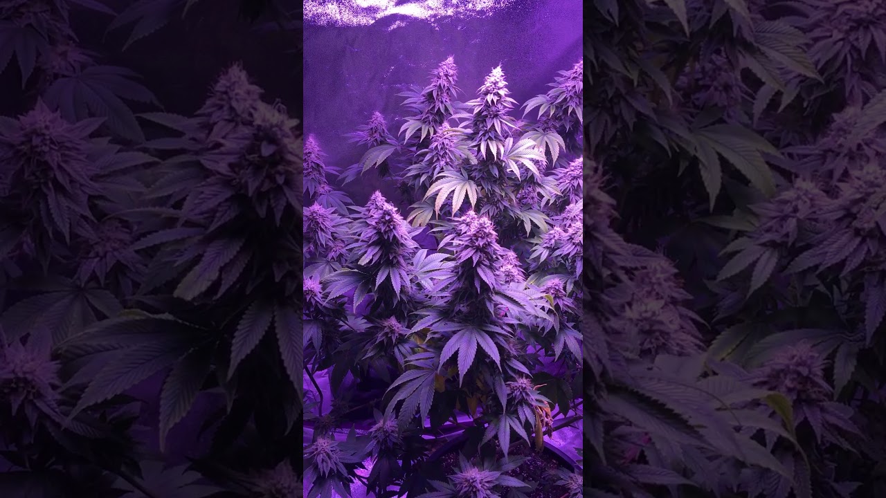 Viparspectra 600 watt harvest part 1