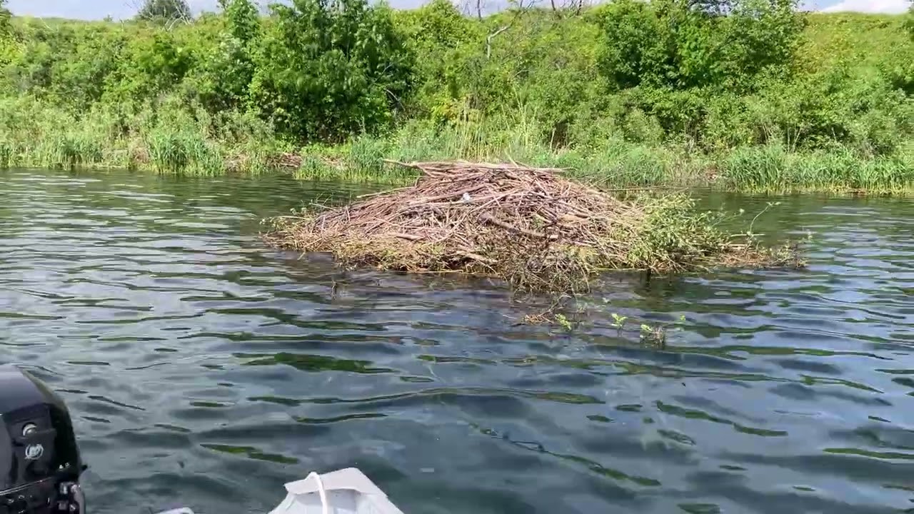 Long Sault Island to beaver hut