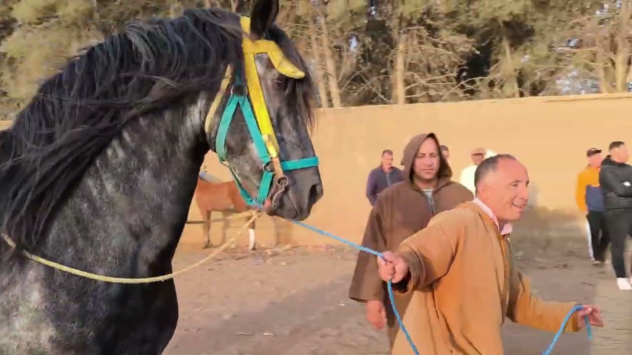 يوم خديت راس سوق واحد حبيب عود زرݣ ملكي راس السوق 