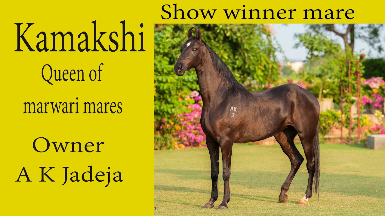 Beautiful KAMAKSHI queen of marwari mares