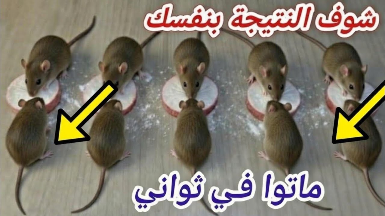 وداعًا للفئران نهائيًا 🐭 أسرع وأسهل طريقة لصيد الفئران مصيدة رائعة للتخلص من الفئران فعالة 100%