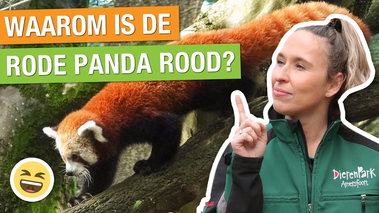ZO KOMT DE RODE PANDA AAN DE RODE KLEUR?! 🎋  | Carlijns Dierenvraag #79 | DierenPark Amersfoort