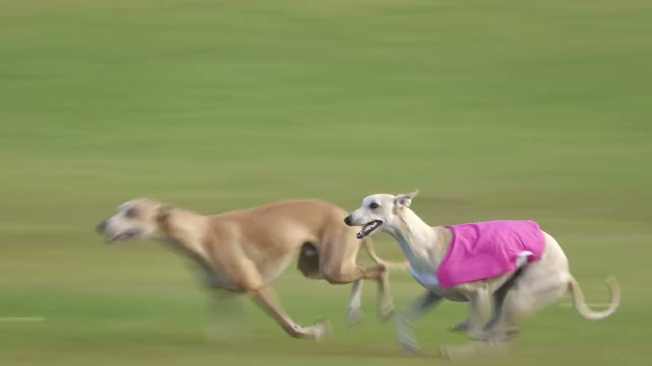 Whippet QC 11 25 2023