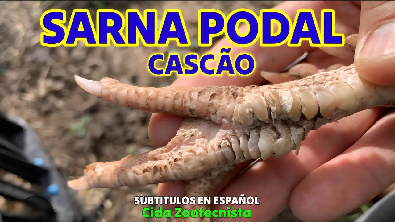 CASCÃO - Veja como resolver esse problema