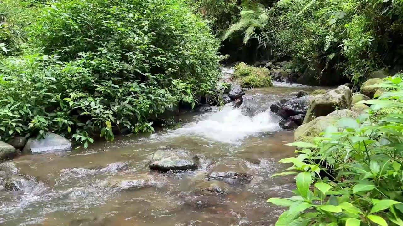 Let nighttime calm find you with gentle river sounds near a quiet jungle stream to help you rest