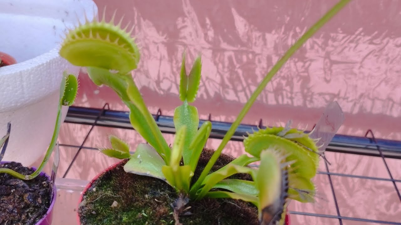La comuna del pez 🐟- Como sembrar semillas de Dionaea muscipula | Venus atrapamoscas| (tutorial) 