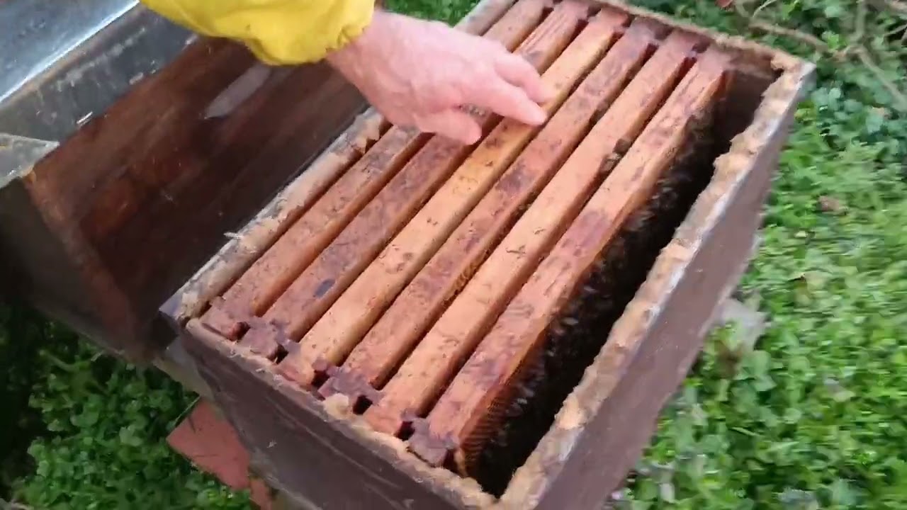 Pčele na izlasku iz zime 2024