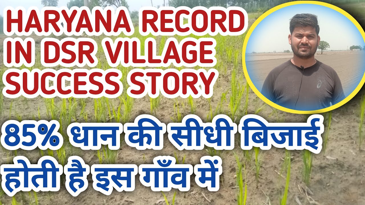 धान की सीधी बिजाई सूखे खेत में | DSR In Dry Field | Success Story Of DSR Village| Field Report