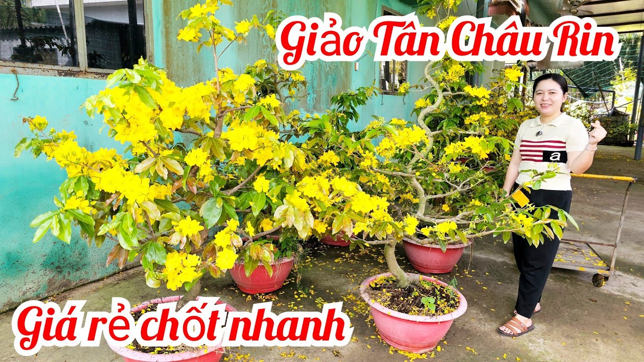 Trúc Yên 📲 0972279458 mai giảo Tân Châu giá rẻ 22/2 mùng 6 Tết (@MaivàngQuêdừa)
