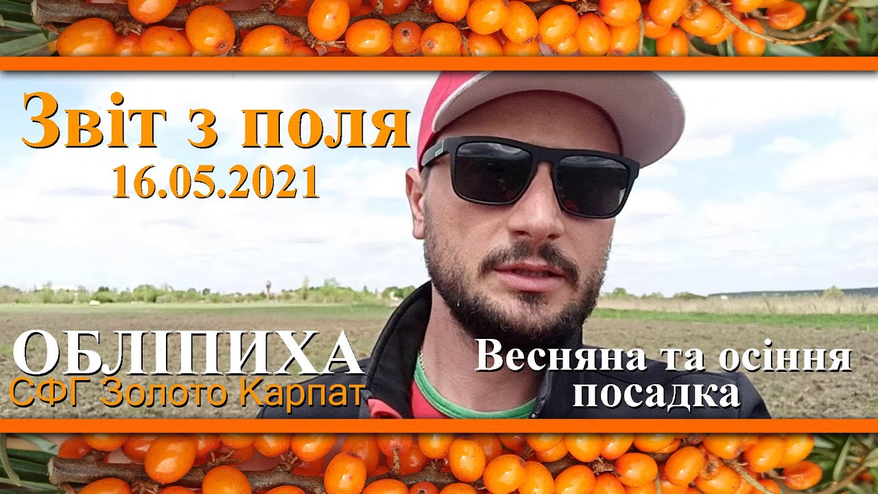 Обліпихова плантація в Україні станом на 16.05.2021