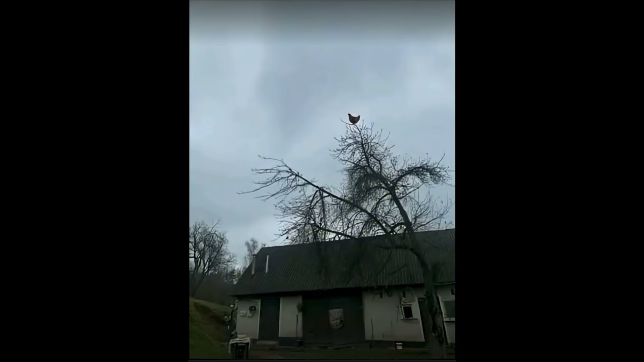 Chicken scream for 5 min