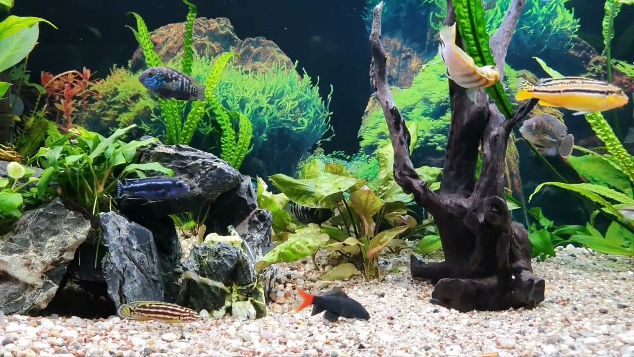 Moje akwarium 450l pielegnica zebra i blue Tiger z młodymi na spacerze