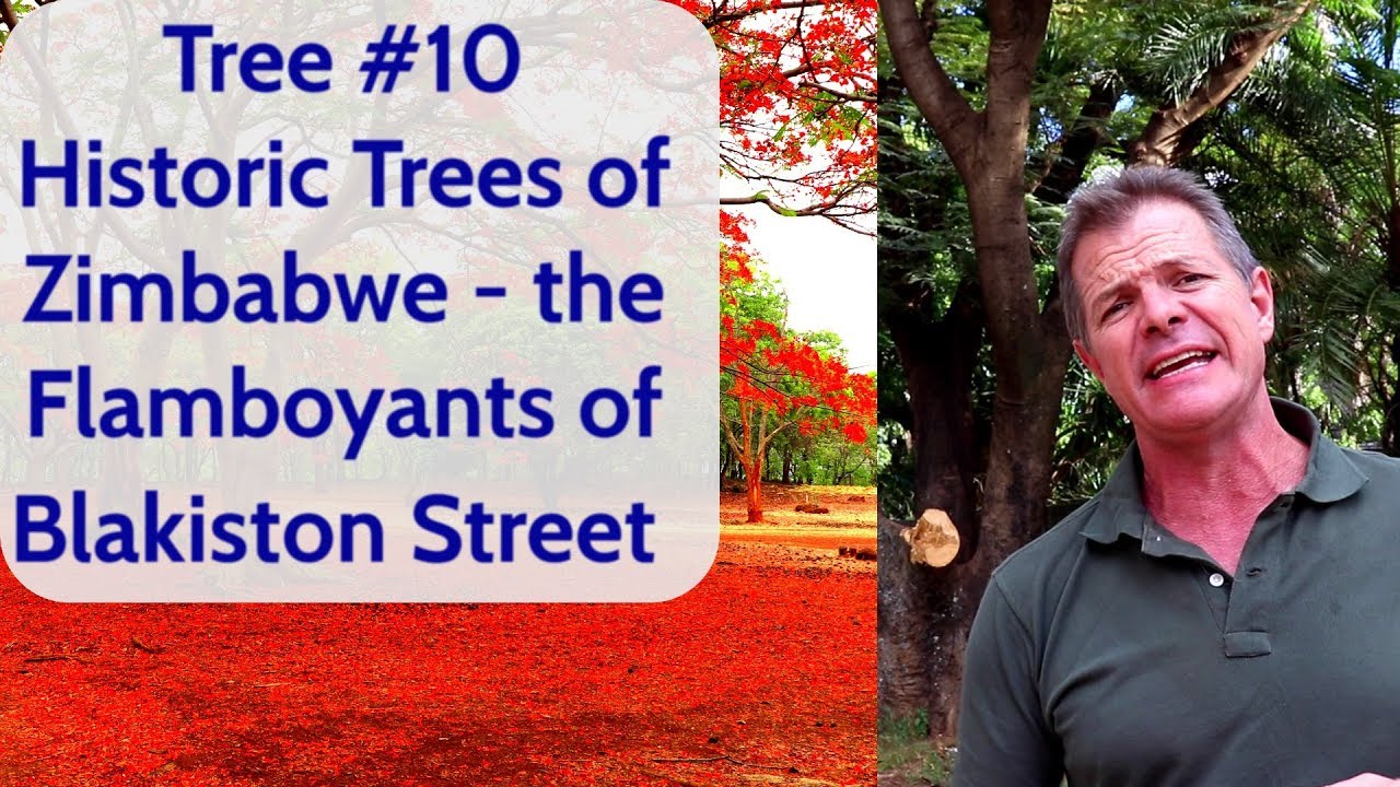 Tree #10 HIstoric Trees of Zimbabwe   The Flamboyants of Blakiston St