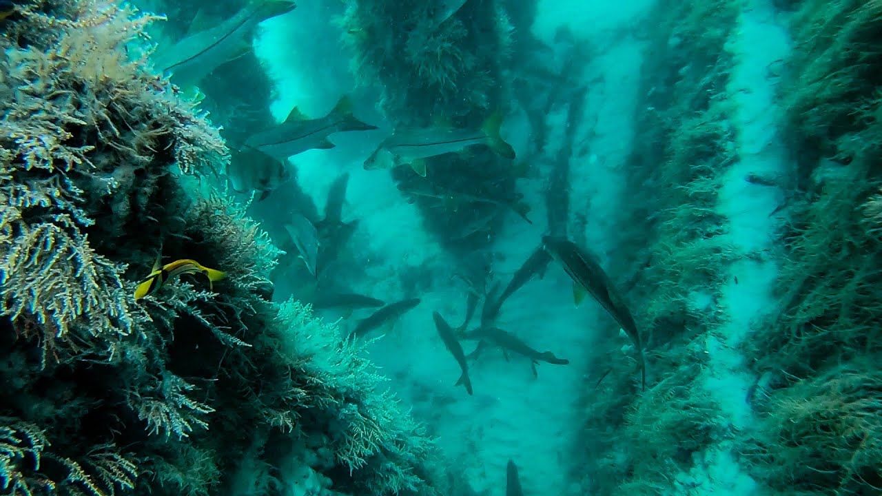 Diving A Bridge Filled With Giant Fish + Spearfishing Catch and Cook